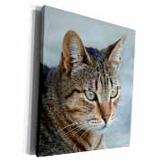 A close up head photograph of a stunning brown tabby cat Museum Grade Canvas Wrap