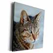 click on A close up head photograph of a stunning brown tabby cat to enlarge!