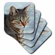 click on A close up head photograph of a stunning brown tabby cat to enlarge!