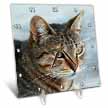 click on A close up head photograph of a stunning brown tabby cat to enlarge!