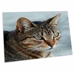 A close up head photograph of a stunning brown tabby cat Desk Pad Place Mat