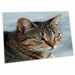 click on A close up head photograph of a stunning brown tabby cat to enlarge!