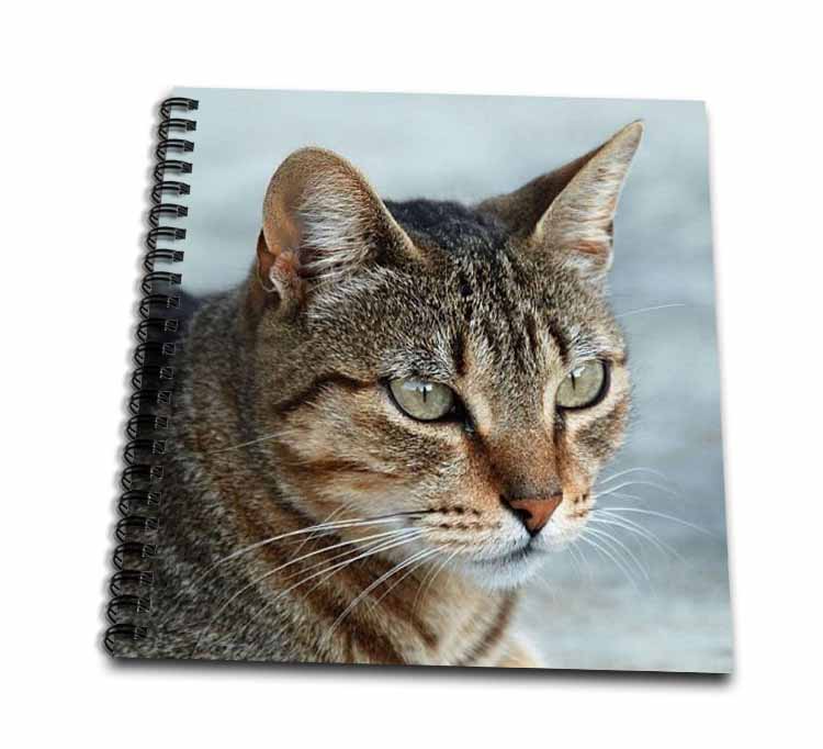 A close up head photograph of a stunning brown tabby cat Drawing Book