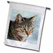 click on A close up head photograph of a stunning brown tabby cat to enlarge!