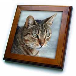 A close up head photograph of a stunning brown tabby cat Framed Tile