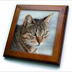 click on A close up head photograph of a stunning brown tabby cat to enlarge!