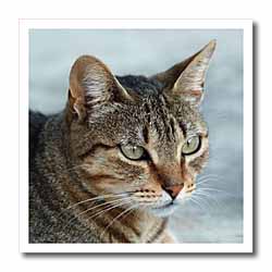 A close up head photograph of a stunning brown tabby cat Iron on Heat Transfer