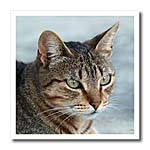 click on A close up head photograph of a stunning brown tabby cat to enlarge!