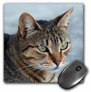 A close up head photograph of a stunning brown tabby cat Mouse Pad