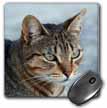 click on A close up head photograph of a stunning brown tabby cat to enlarge!