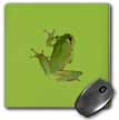 click on Cute Climbing Green Tree Frog Vector Art to enlarge!