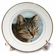 A close up head photograph of a stunning brown tabby cat Plate