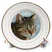 click on A close up head photograph of a stunning brown tabby cat to enlarge!