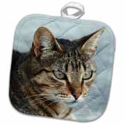 A close up head photograph of a stunning brown tabby cat Potholder