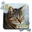 click on A close up head photograph of a stunning brown tabby cat to enlarge!