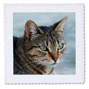 A close up head photograph of a stunning brown tabby cat Quilt Square