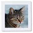 click on A close up head photograph of a stunning brown tabby cat to enlarge!