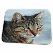 A close up head photograph of a stunning brown tabby cat Dish Drying Mat