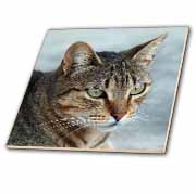 A close up head photograph of a stunning brown tabby cat Tile