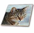 click on A close up head photograph of a stunning brown tabby cat to enlarge!