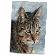 A close up head photograph of a stunning brown tabby cat Towel