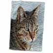 click on A close up head photograph of a stunning brown tabby cat to enlarge!