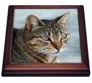 A close up head photograph of a stunning brown tabby cat Trivet