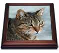 click on A close up head photograph of a stunning brown tabby cat to enlarge!