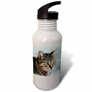 A close up head photograph of a stunning brown tabby cat Water Bottle